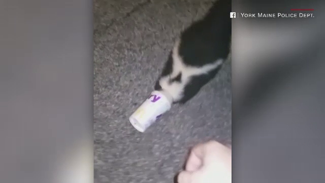 Un poliţist american a ajutat un sconcs care avea capul blocat într-un pahar