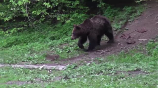 Dispozitive asemănătoare unor capcane, montate în pădurile din Mureş, Harghita şi Neamţ pentru urși. Ce rol au