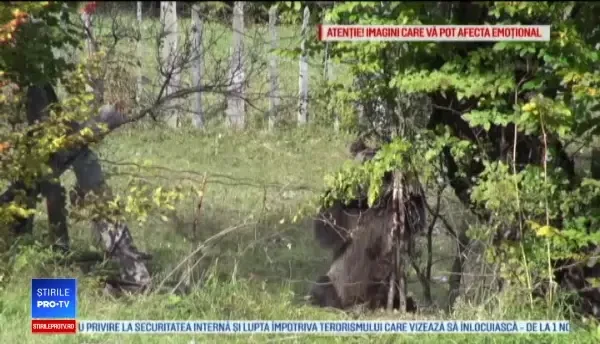 Urs salvat din capacana unor braconieri după ore de chin