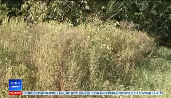 Cercetătorii din Timişoara lucrează la primul vaccin împotriva alergiei la ambrozie