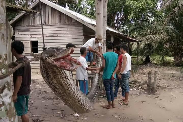 Pitonul gigant. Cum s-a luptat un sătean din Indonezia cu un șarpe de 8 metri
