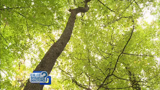 Fibrele, esențiale într-un stil de viață sănătos. De unde provin