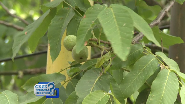 Dieta cu nuci, recomandată toamna. Cât de sănătoasă poate fi