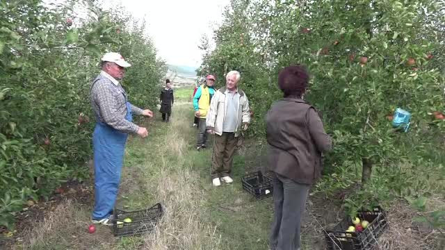 Femierii care vând fructe direct din livadă. Ce avantaje au şi ei, şi clienţii
