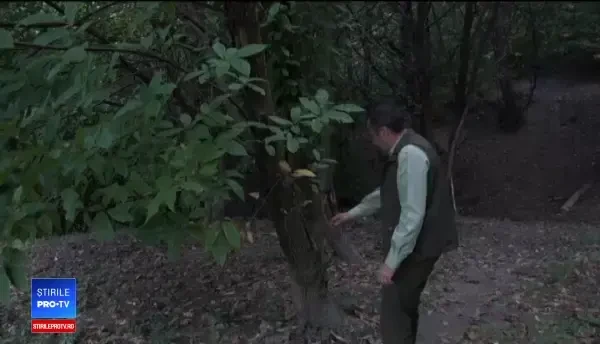 Festivalul Castanelor: boala care a nimicit fructele anul trecut a fost tratată