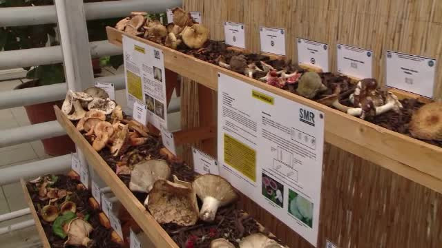 Expoziţie de ciuperci, la Iaşi. Cum pot fi recunoscute cele care ucid în câteva minute