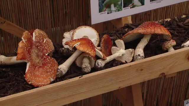 ciuperca otravitoare amanita