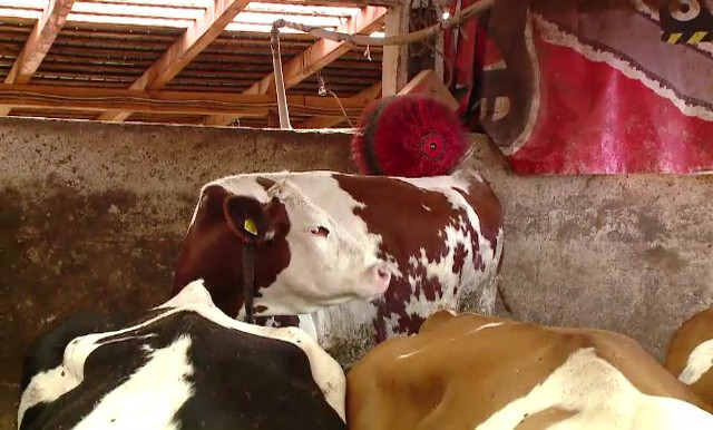 16 persoane au ajuns la spital, după ce au tăiat o vacă depistată cu rabie. Ce spun medicii