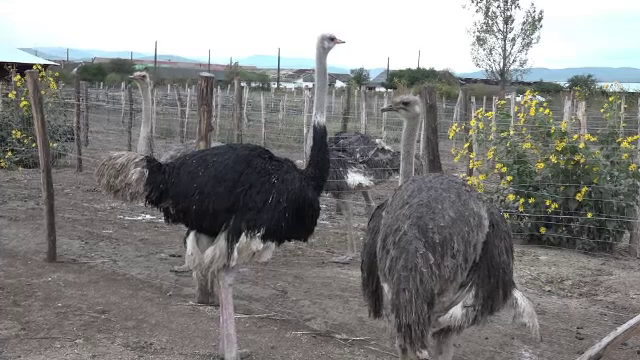 Afacerile cu struți în România: ce nu a mers și cum au dat lovitura doar unii proprietari