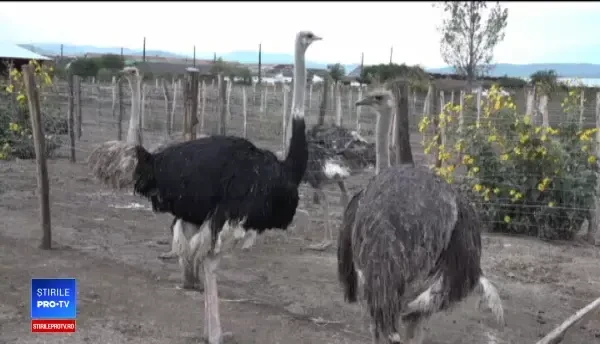 Afacerile cu struți în România: ce nu a mers și cum au dat lovitura doar unii proprietari