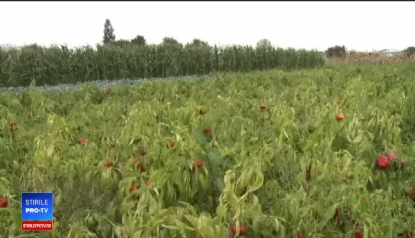 Legumele românești care ar putea ajunge branduri recunoscute în Europa