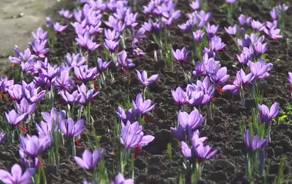 Șofranul a apărut pe câmpurile din România. Un kilogram costă cât o garsonieră în București