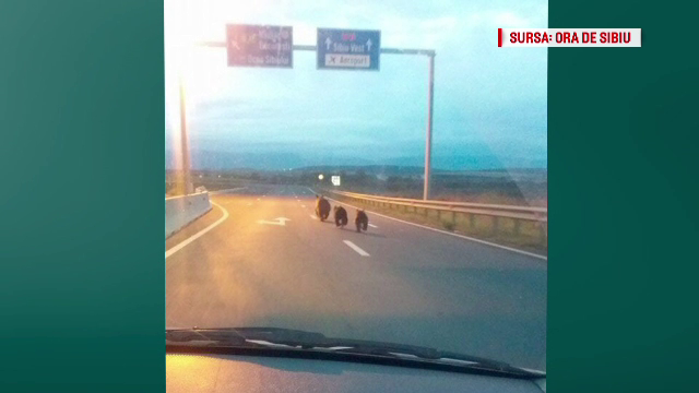 Urși pozați în premieră pe o autostradă în România. Reacția CNAIR
