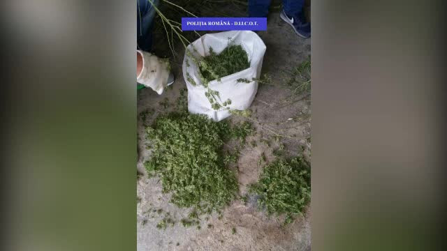 Reţea de traficanţi de droguri din Oradea, desființată. Au fost găsite kilograme de canabis