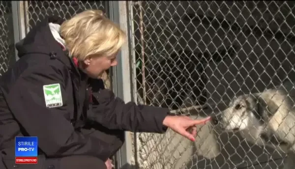 O fostă polițistă olandeză a venit pe jos pânâ în România pentru a ajuta câinii fără stăpân