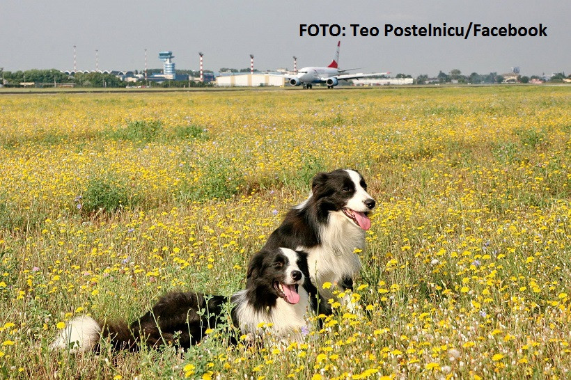 Câinii care apără aeroportul Otopeni. De ce sunt vitali pentru siguranţa zborurilor