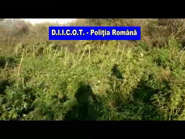 Cele mai mari culturi de canabis din România, ”de ordinul câtorva tone”. VIDEO din dronă