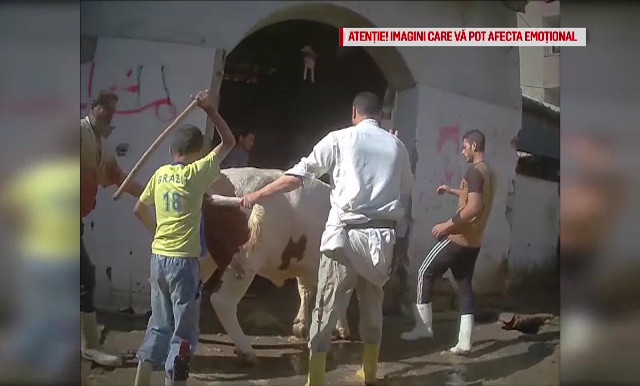 Animalele vii, exportate din România în condiții chinuitoare