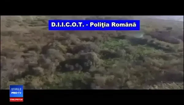 Cele mai mari culturi de canabis din România, ”de ordinul câtorva tone”. VIDEO din dronă