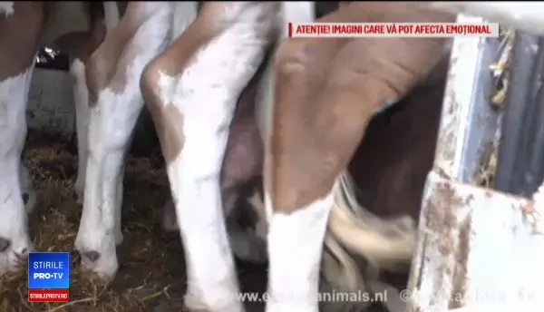 Animalele vii, exportate din România în condiții chinuitoare