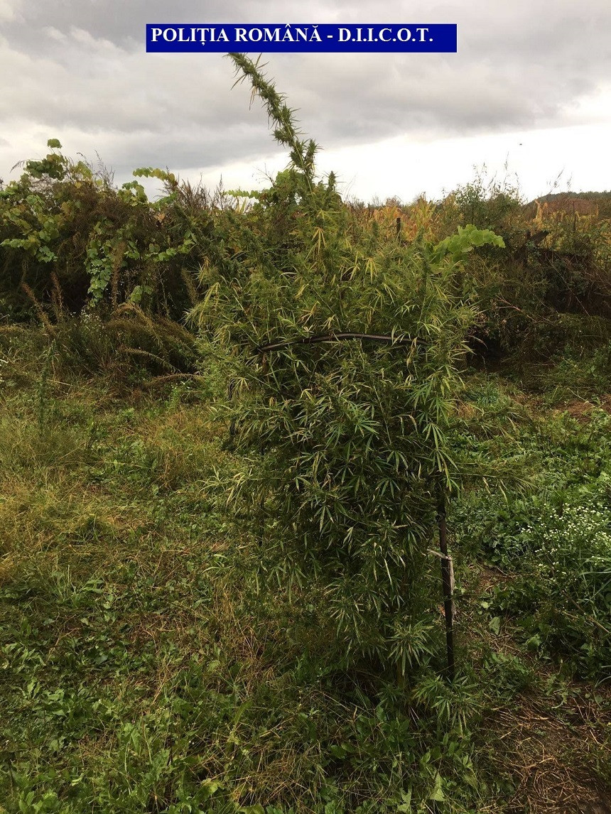 Plantație de canabis descoperită în Arad. DIICOT a confiscat droguri de 1 milion de euro