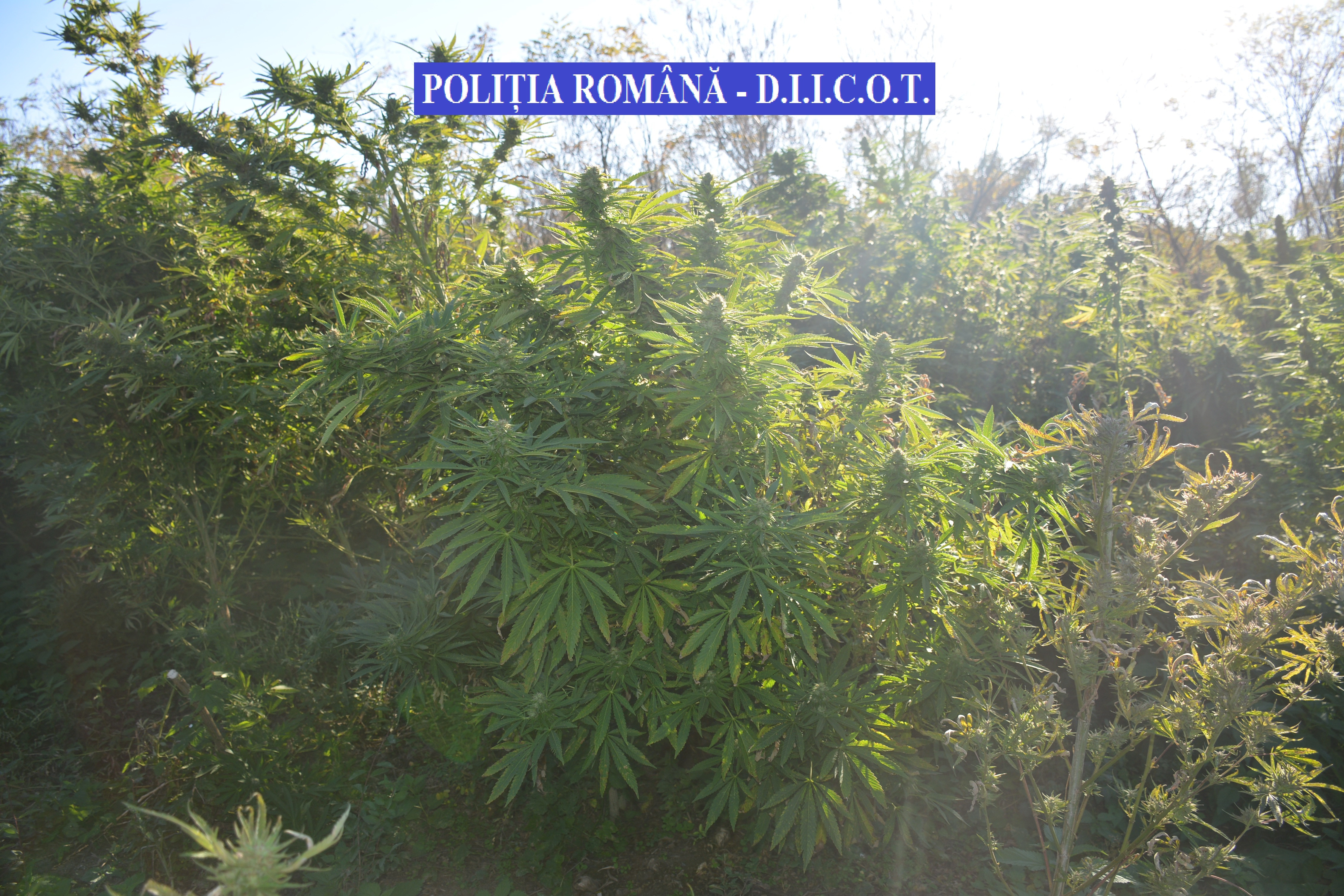 2,5 tone de cannabis, în valoare de 4 milioane de euro, găsite de poliţiştii din Timiș