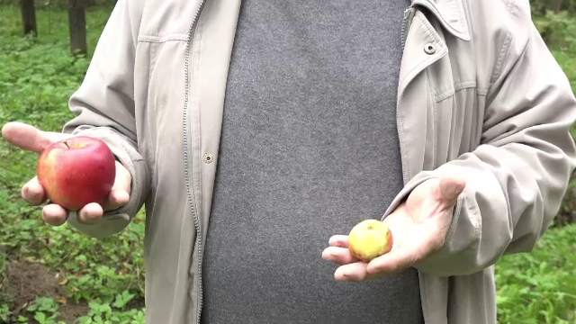 Livezile de meri, grav afectate de vreme. Soluțiile găsite de producători pentru a-și diminua pierderile