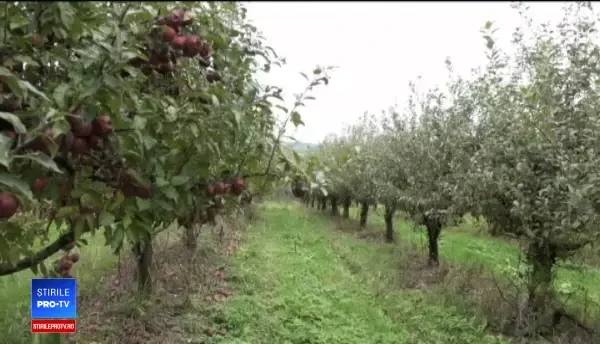 Livezile de meri, grav afectate de vreme. Soluțiile găsite de producători pentru a-și diminua pierderile