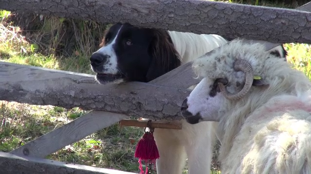 Răvăşitul Oilor, la Slănic Moldova. Portul tradiţional şi muzica populară au completat atmosfera de petrecere