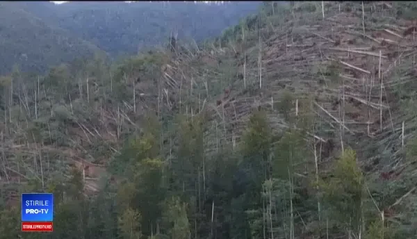 Zeci de mii de copaci care au fost secerați de furtuni în Apuseni sunt încă la pământ. De ce nu sunt ridicați