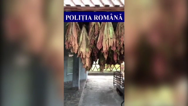 Peste 2 tone de tutun au fost confiscate de poliţiştii din Mureş în urmă unor percheziţii