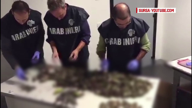 Ce scrie presa din Italia despre România, după episodul celor 1.200 de păsări vânate