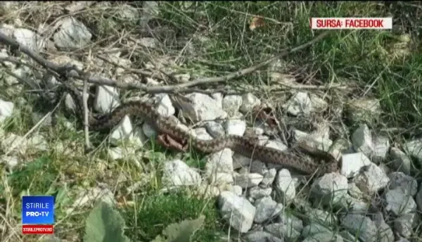 Din cauza căldurii, şerpii veninoşi au ieşit din adăpost în Banat