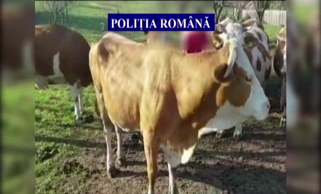 Trei hoți de vaci, reținuți. Ei au păgubit fermierii cu 19.000 de lei