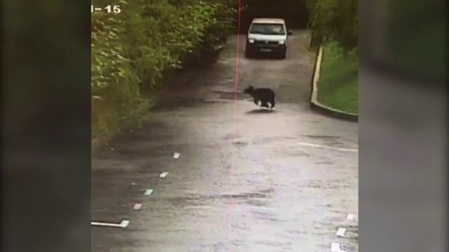 O ursoaică cu 3 pui a apărut într-o zonă de supermarketuri din Braşov. Martorii au sunat la 112