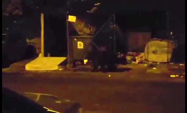 Pădurarii din Braşov şi Râşnov cer aviz pentru împuşcarea a 4 urși