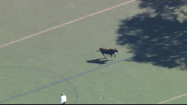 Taur fugit de la abator, într-un parc din New York. Operațiunea complicată de capturare