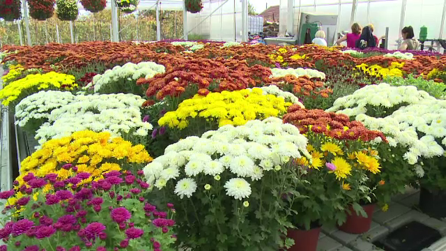 Afacerile cu crizanteme, profitabile în această perioada din an. Investiţiile sunt pe măsură veniturilor
