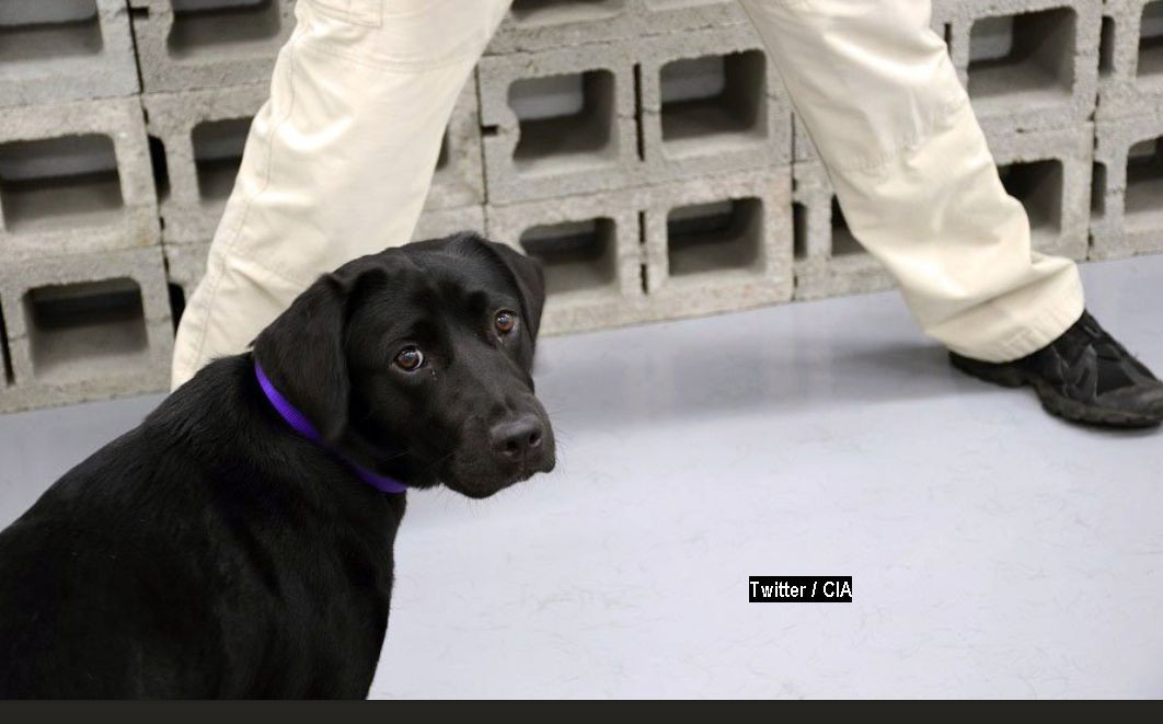 Câine antrenat de CIA, „concediat” după ce și-a pierdut interesul în a detecta bombe