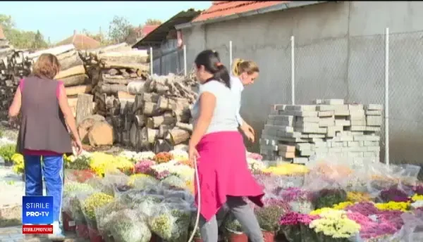 Afacerile cu crizanteme, profitabile în această perioada din an. Investiţiile sunt pe măsură veniturilor