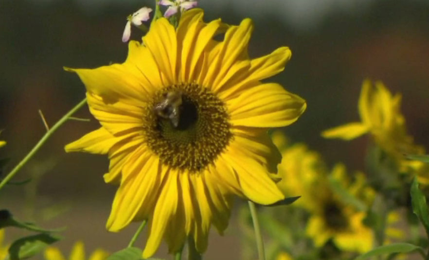 Oamenii de știință ne avertizează cu privire la un ”Armageddon ecologic”