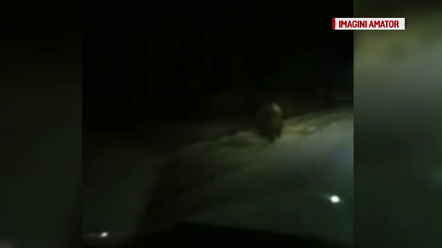 Incident straniu în Dâmbovița. Urs filmat în zona de câmpie, departe de pădure