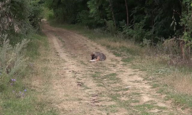 Premieră: Un bărbat, trimis după gratii, după ce a înjunghiat un câine