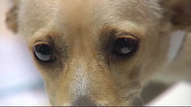 Studiu: Cățeii recurg la anumite expresii și mișcări faciale pentru a le transmite un mesaj oamenilor