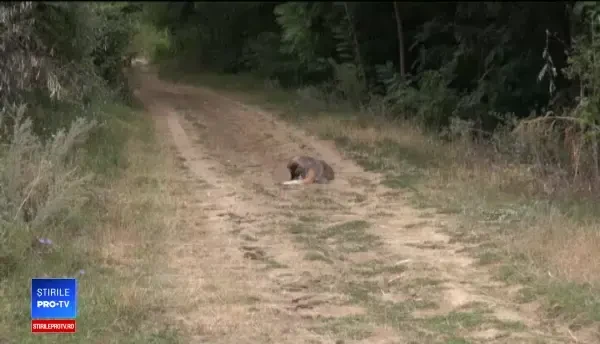 Preot din Iași, cercetat de Poliţie după ce a împuşcat doi câini. Cum se apără