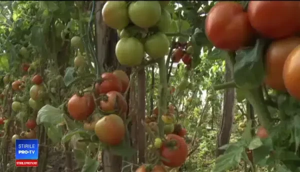 Românii vor putea consuma roșii cultivate în țară, de Crăciun