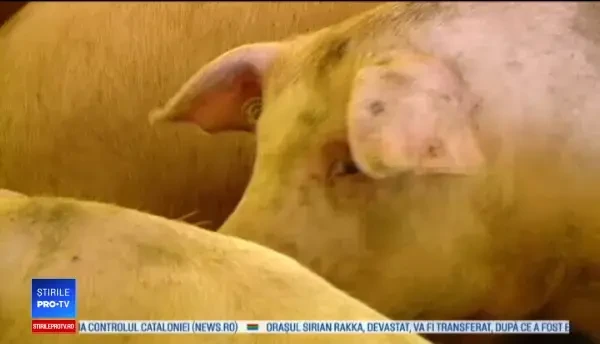 Prețul cărnii de porc a scăzut cu 10% la poarta fermei, dar nu și în magazine