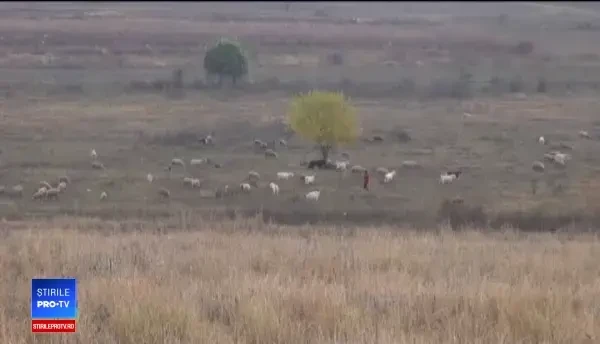 Cazul Berevoești se repetă în Galați. Persoane abuzate și puse să doarmă cu animalele