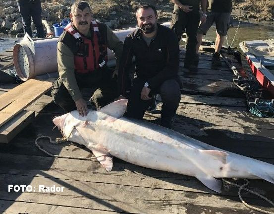 Suma primită de doi pescari care au capturat un morun de 100 kg