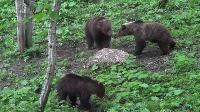 Din cauza lipsei hranei, urșii coboară la câmpie și distrug gospodăriile